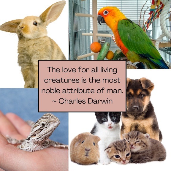 Four pictures of pets, cats, dogs, hamster, bird, lizard. With quote: The love for all living creatures is the most noble attribute of man.